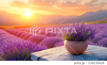 Lavender field at sunset with a pot of lavender on a wooden tabl 130239426