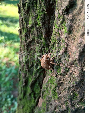 ニイニイゼミの殻 130239480