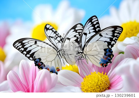 Two Black And White Butterflies on Pink and White Flowers 130239601