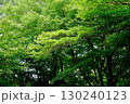 青々と茂る新緑の森 130240123