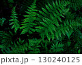 深緑のシダ植物のアップ 130240125