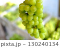 新鮮なシャインマスカットの房（クローズアップ） 130240134
