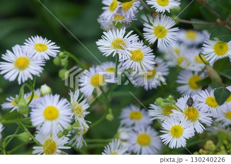 ヒメジョオンの花 130240226