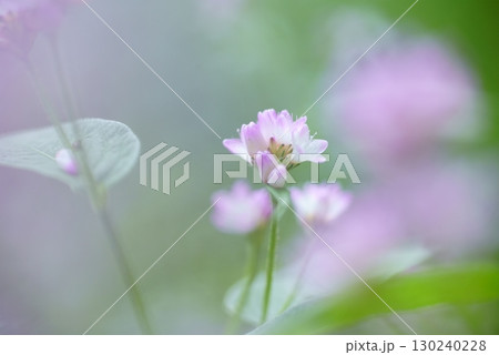 ミゾソバの花 130240228