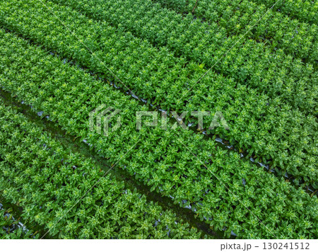 Green stem lettuce crops in garden Green stem lettuce crops in garden 130241512