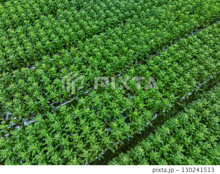 Green stem lettuce crops in garden Green stem lettuce crops in garden 130241513