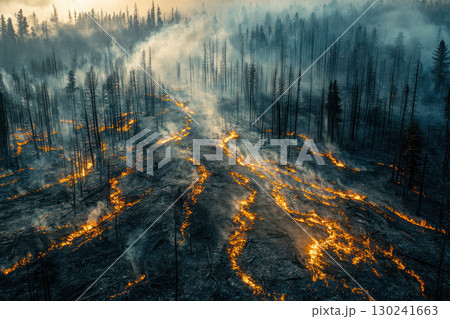 Aerial view of burned forest showing ecological damage and recovery patterns Aerial view of burned forest showing ecological damage and recovery patterns 130241663