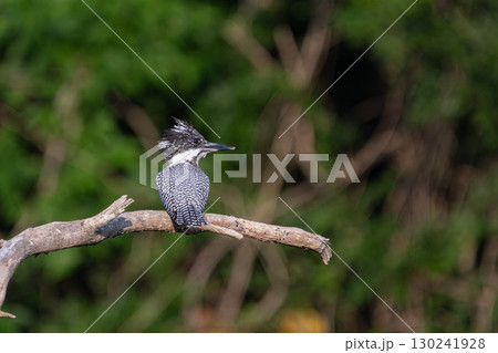 枝に留まっているヤマセミ 130241928