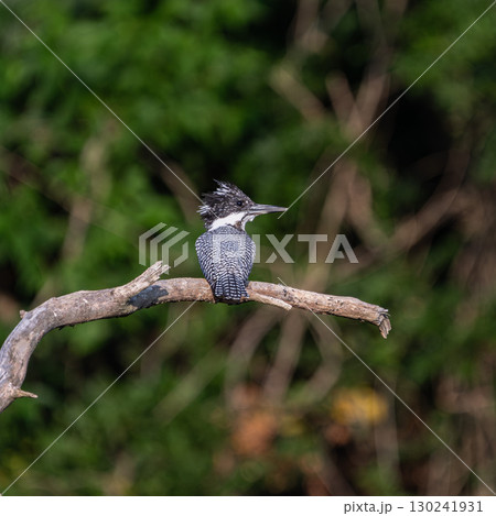 枝に留まっているヤマセミ 130241931