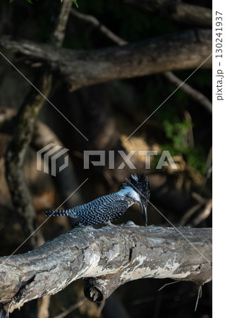 枝に留まっているヤマセミ 枝に留まっているヤマセミ 130241937