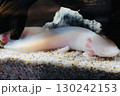 可愛いウーパールーパー 130242153