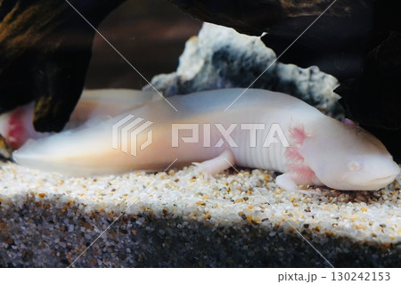 可愛いウーパールーパー 130242153