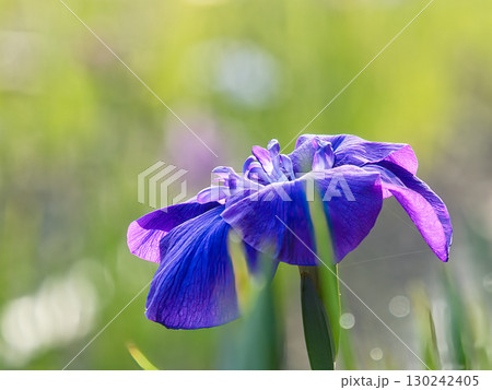 美しい花菖蒲 美しい花菖蒲 130242405