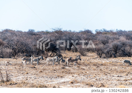 A group of Zebras in Etosha A group of Zebras in Etosha 130242886