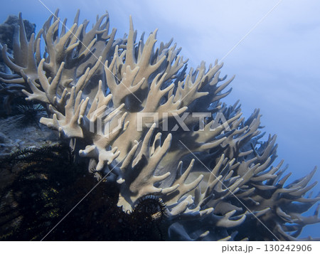 Pale pink soft corals like deer antlers underwater on a coral reef in the South China Sea in Vietnam Pale pink soft corals like deer antlers underwater on a coral reef in the South China Sea in Vietnam 130242906