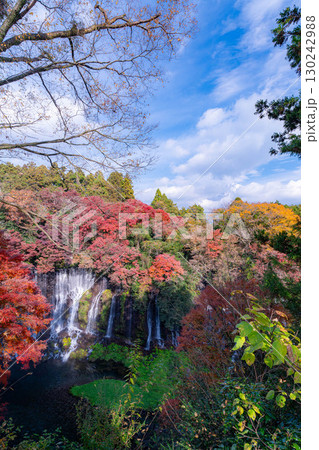 【紅葉素材】秋の富士宮市の白糸の滝・雲に見え隠れする富士山【静岡県】 【紅葉素材】秋の富士宮市の白糸の滝・雲に見え隠れする富士山【静岡県】 130242988