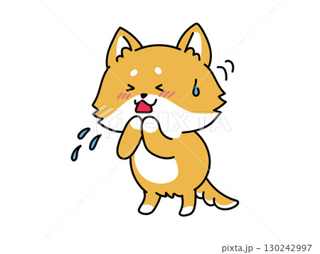 風邪かな？アレルギーかな？咳をする柴犬さん 130242997