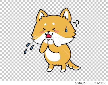 風邪かな？アレルギーかな？咳をする柴犬さん 130242997