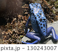 青いヤドクガエル 130243007