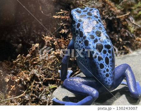 青いヤドクガエル 130243007