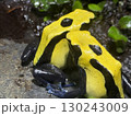 派手なヤドクガエル 130243009