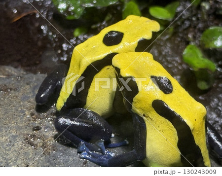 派手なヤドクガエル 130243009