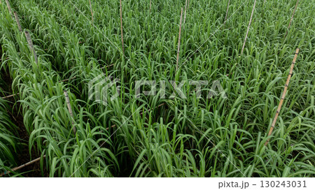 Aerial view of drone flying over sugarcane plants growing at field 130243031