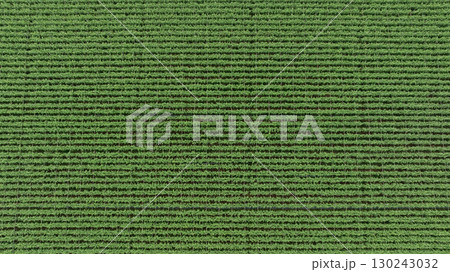 Aerial view of drone flying over sugarcane plants growing at field 130243032