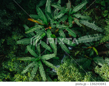 Aerial view of beautiful tropical forest mountain landscape in summer 130243041