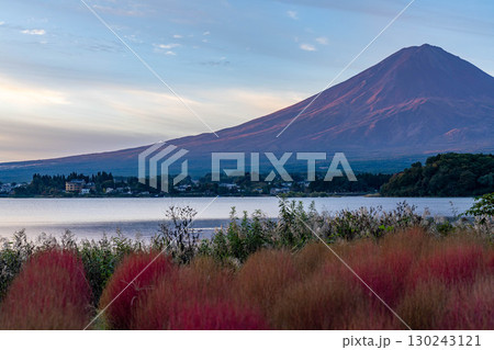 【富士山素材】紅葉したコキアと朝の河口湖から見る富士山【山梨県】 130243121