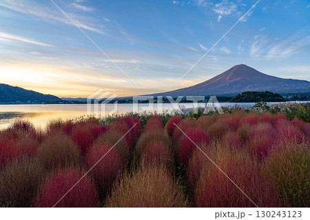 【富士山素材】紅葉したコキアと朝の河口湖から見る富士山【山梨県】 130243123