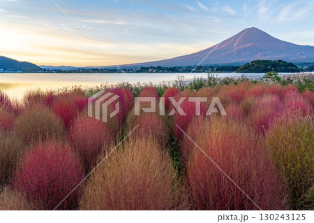 【富士山素材】紅葉したコキアと朝の河口湖から見る富士山【山梨県】 130243125