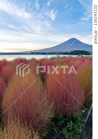 【富士山素材】紅葉したコキアと朝の河口湖から見る富士山【山梨県】 130243132