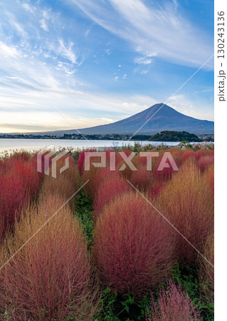 【富士山素材】紅葉したコキアと朝の河口湖から見る富士山【山梨県】 130243136