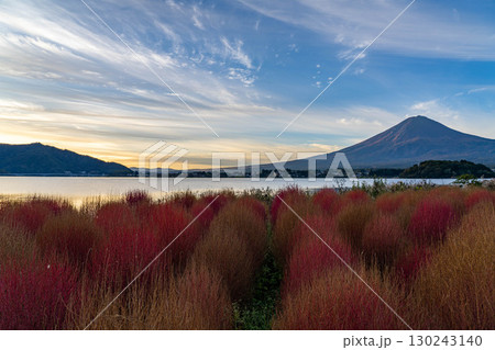 【富士山素材】紅葉したコキアと朝の河口湖から見る富士山【山梨県】 130243140