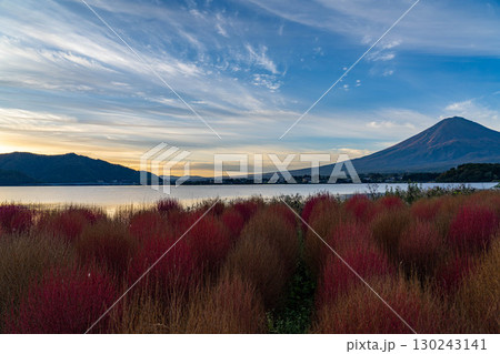【富士山素材】紅葉したコキアと朝の河口湖から見る富士山【山梨県】 130243141