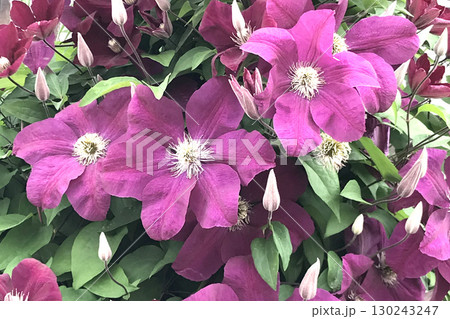 キキョウの花 130243247