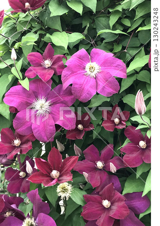 キキョウの花 130243248