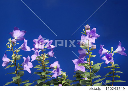 キキョウの花 130243249