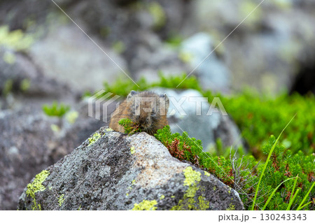 葉を食べるエゾナキウサギ 葉を食べるエゾナキウサギ 130243343