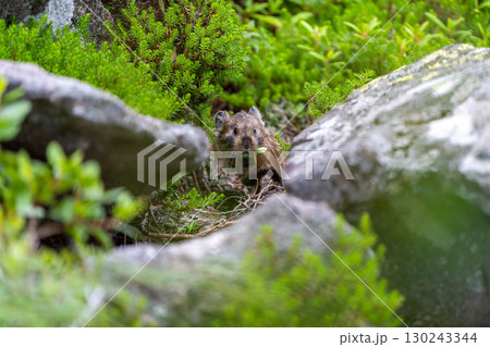 葉を食べるエゾナキウサギ 葉を食べるエゾナキウサギ 130243344