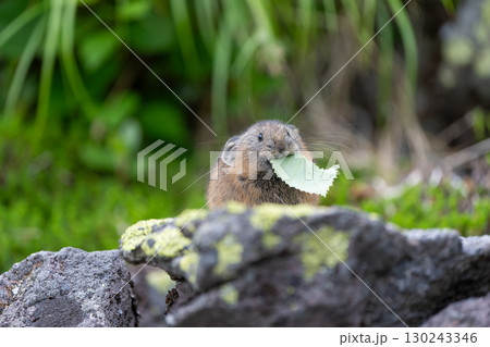 岩の上で葉を食べるエゾナキウサギ 岩の上で葉を食べるエゾナキウサギ 130243346