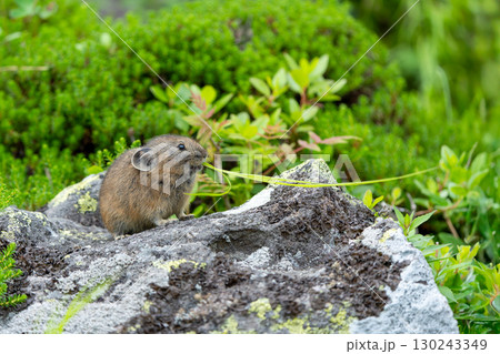 岩の上で葉を食べるエゾナキウサギ 130243349