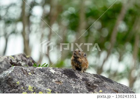 岩の上に座るエゾナキウサギ 130243351