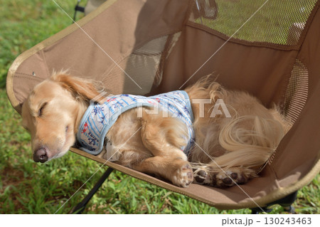 キャンプチェアで気持ちよさそうに寝る犬 130243463