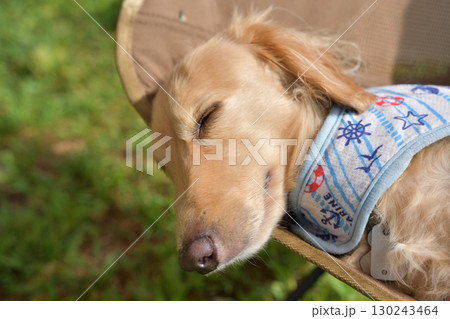 キャンプチェアで気持ちよさそうに寝る犬 130243464