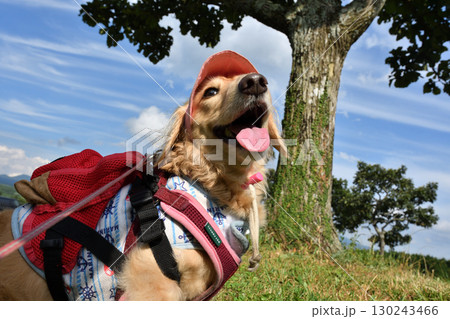 リュックを背負ってハイキングする犬 130243466