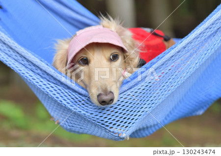 ハンモックに気持ちよさそうに揺られる犬 130243474