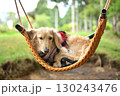 ブランコに気持ちよさそうに揺られる犬 130243476