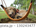 ブランコに気持ちよさそうに揺られる犬 130243477